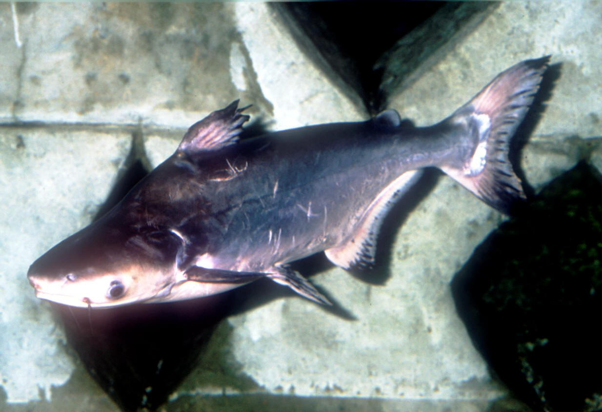 Pangasius hypophthalmus